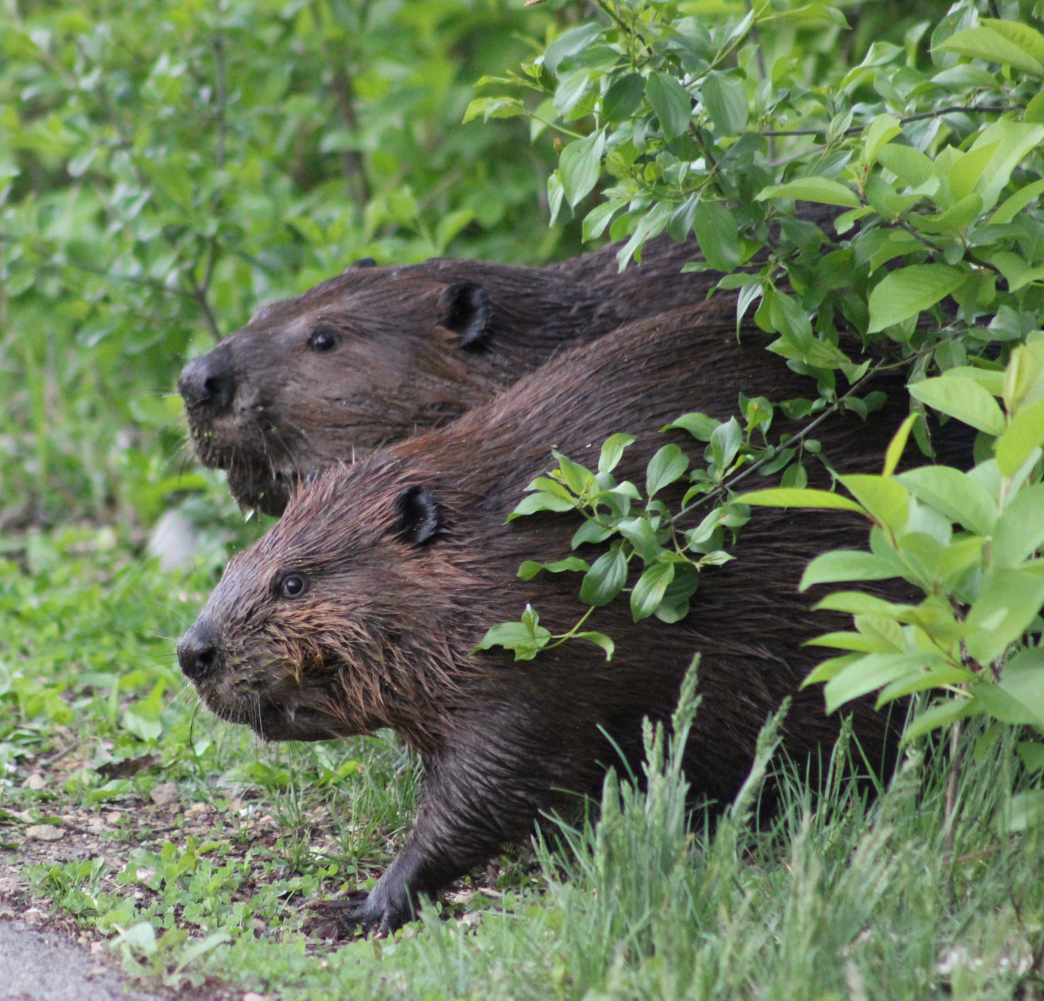 Strolling through the marsh